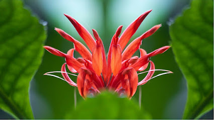 Health & Healing Wellness Centre, Brisbane