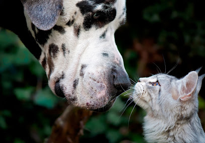 Brisbane Veterinary Emergency & Critical Care Service (BVECCS)