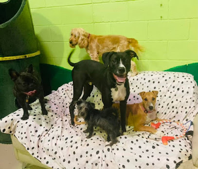 Play Pawz Doggy Daycare, Brisbane
