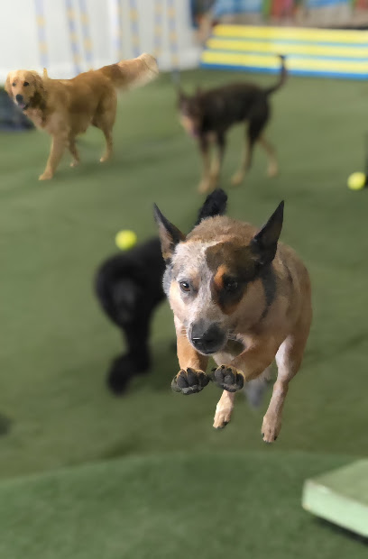Paw X Paw Doggy Daycare and Training, Brisbane