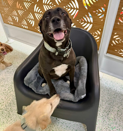 My Dogs Daycare, Brisbane