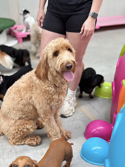 Dash Dogz Daycare, Brisbane
