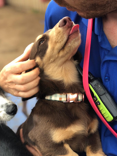 Gabba Doggy Daycare, Brisbane